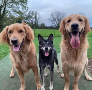 Sweet Paws Retreat